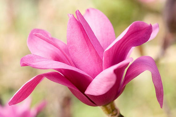 Magnolia MAGNOLIA X 'VULCAN'