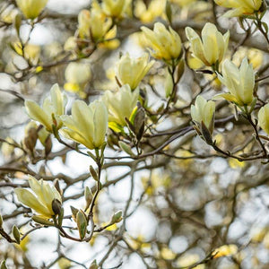 MAGNOLIA ACUMINATA 'ELIZABETH'