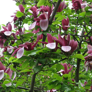 Magnolia Liliflora 'NIGRA'