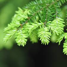 Pruche du canada (Tsuga canadensis)