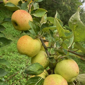 Pommier Normand de Bulmer