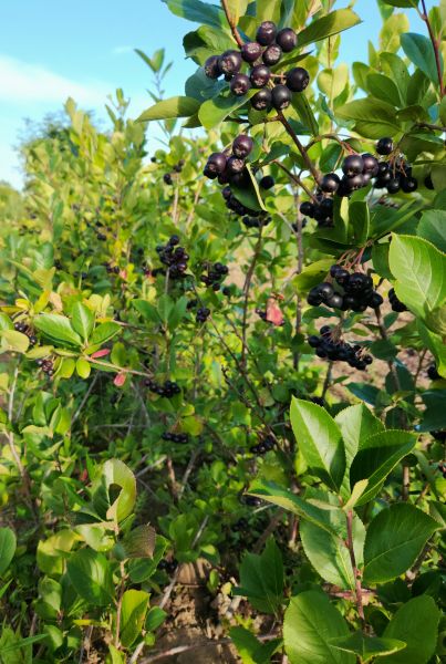 Aronia Gallorjanka