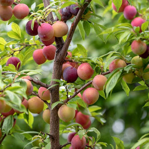 Prunier Methley prunus salicina