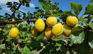 Prunier Yellow Eggs prunus domestica