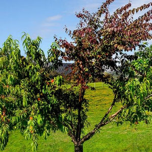 Combo Salade de fruits 4 sortes de fruits sur un même porte-greffe