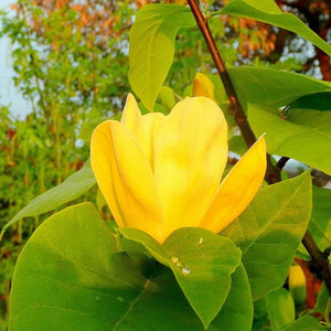 Magnolia Accuminata Yellow Bird