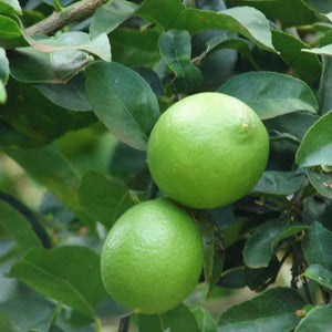 Lime persian Nain