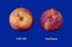 Nectarine Harblaze