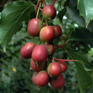 Kiwi femelle Ken's red (a.Arguta)