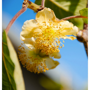 Kiwi mâle Andrew ( a.Arguta)