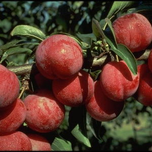 Prunier japonais Satsuma