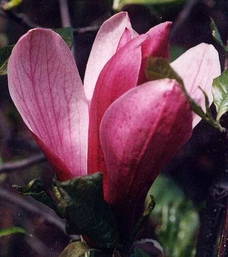 Magnolia Liliflora 'NIGRA'