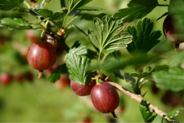 Groseille hinnomaki red