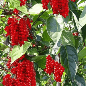 Schisandra chinensis (Baies aux cinq saveurs)