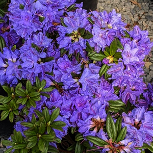 Rhododendron ‘Blue Baron’