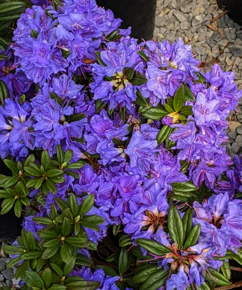 Rhododendron ‘Blue Baron’