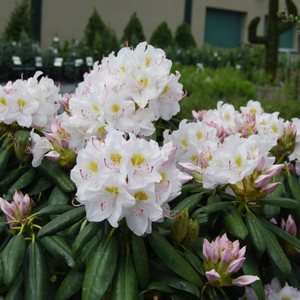 Rhododendron catawbiense album