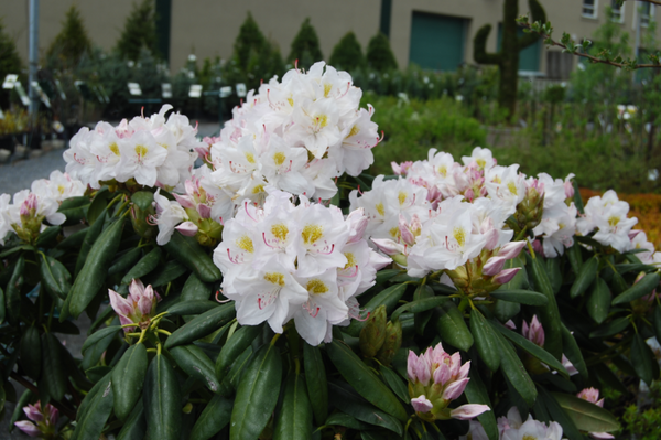 Rhododendron catawbiense album