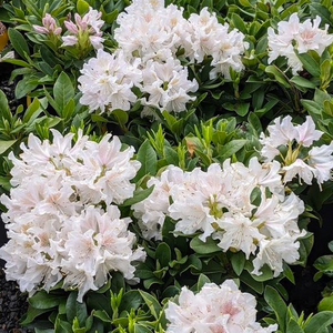 Rhododendron cunningham white