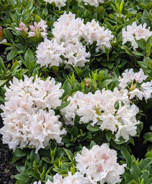 Rhododendron cunningham white