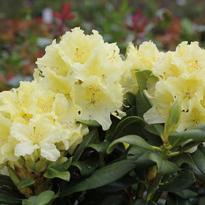 Rhododendron ‘Capistrano’