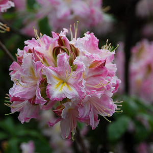 Rhododendron 'Tri-Lights' (Azalea)