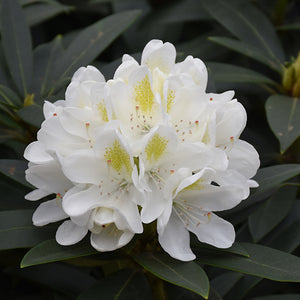 Rhododendron 'Chionoides'