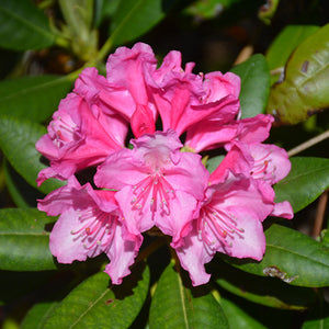 Rhododendron Haaga