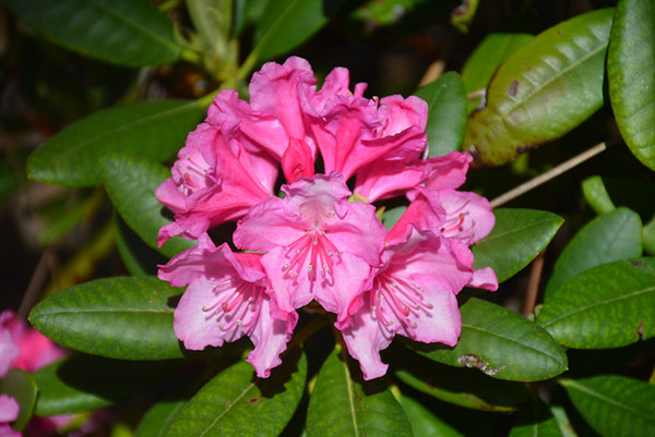 Rhododendron Haaga