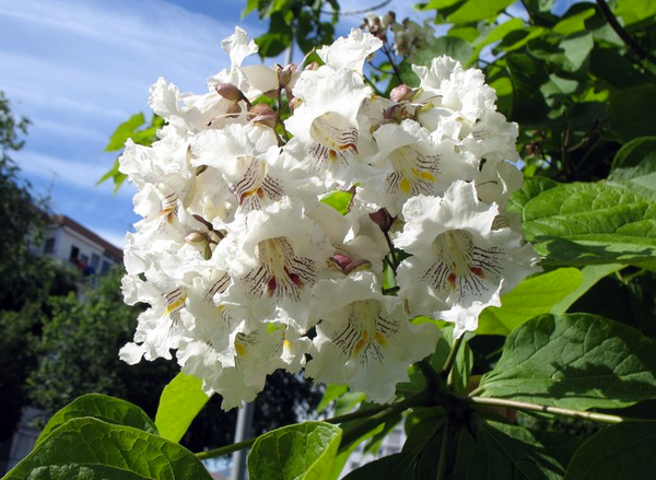 Catalpa bignonioides