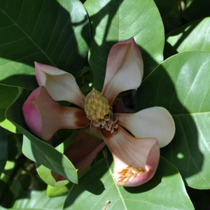 Magnolia Delavayi