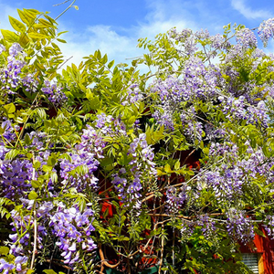 Glycine (wisteria glicynia)