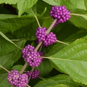 Callicarpe d'Amérique (Callicarpa americana)