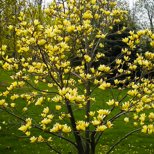 Magnolia acuminata