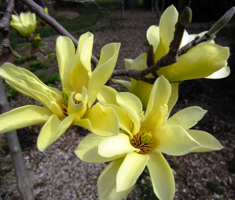 Magnolia acuminata