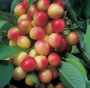 Cerisier sucré Royal Ann (porte greffe nain)