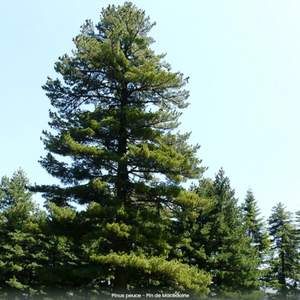 Pin de Macédoine (Pinus peuce)