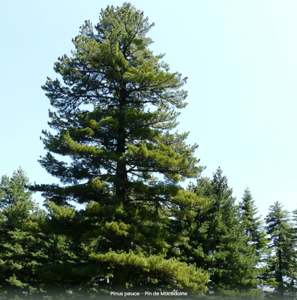 Pin de Macédoine (Pinus peuce)