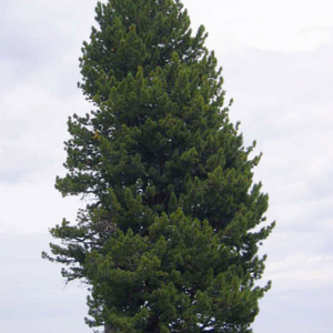 Pin Cimbro (pinus cembra)