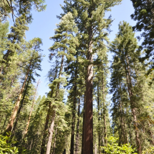 Pin à sucre (pinus lambertiana)