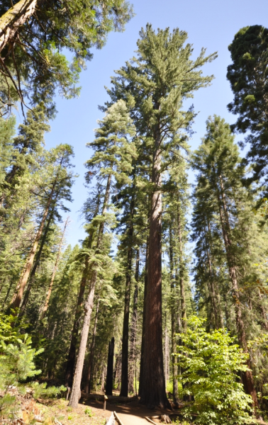 Pin à sucre (pinus lambertiana)