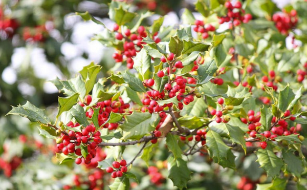 Houx d'Amérique (Ilex opaca)