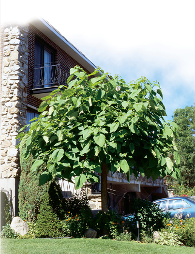 Catalpa bungei