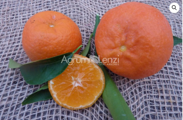 Clementines Fina Sodea