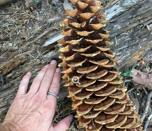 Pin à sucre (pinus lambertiana)