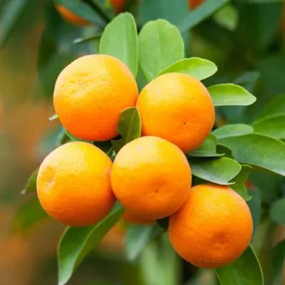 Mandariniers