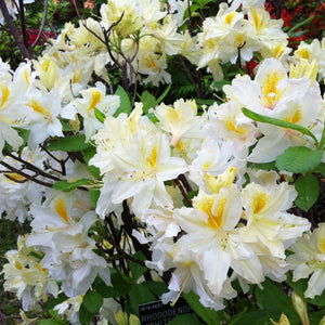 Azalea Northern 'Hi-Lights'