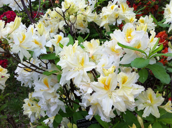 Azalea Northern 'Hi-Lights'