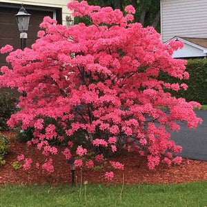 Azalea 'Rosy Lights'