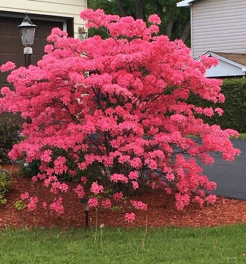 Azalea 'Rosy Lights'